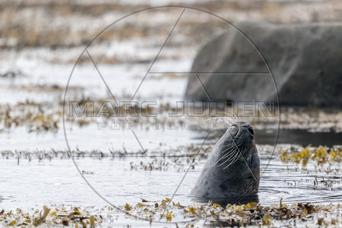 Phoque gris dressé dans l’eau au milieu des algues