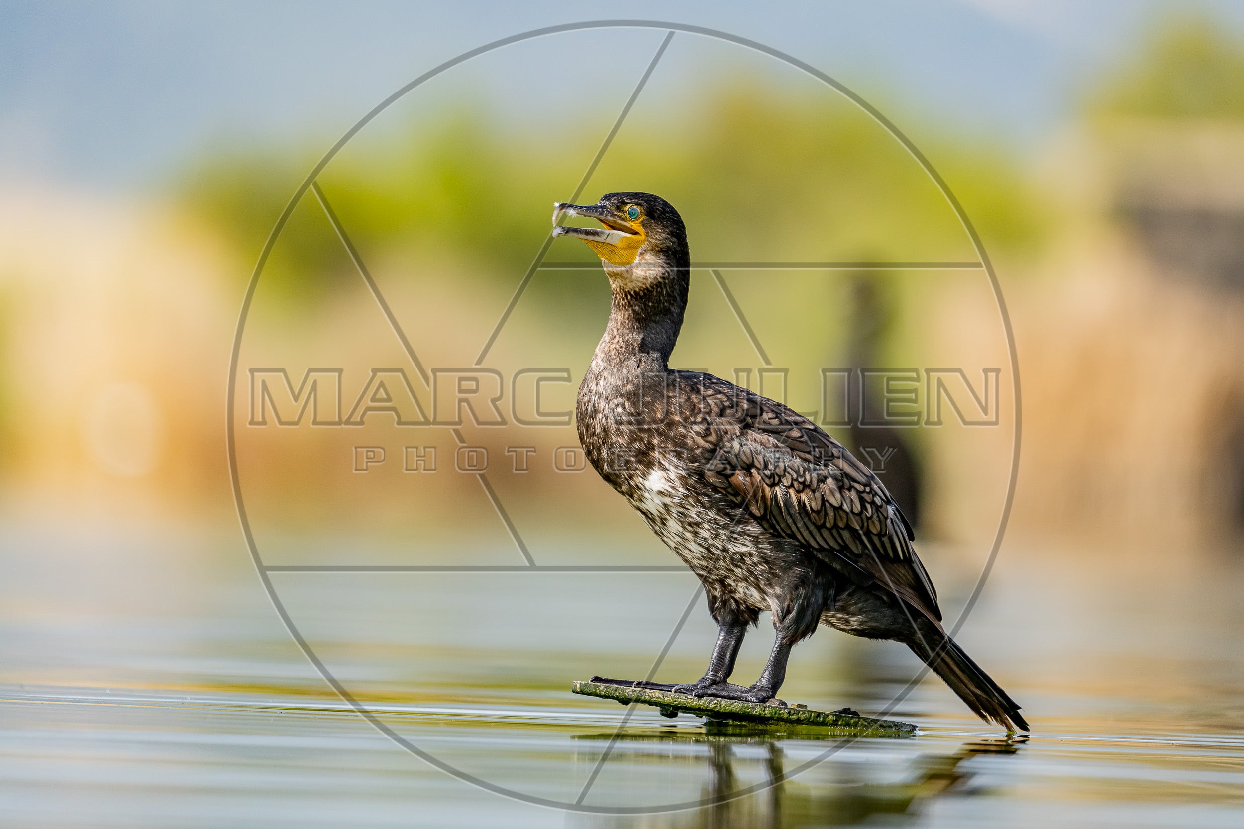 Kormoran auf einem Ast am Wasserrand