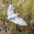 Aigrette garzette en vol, ailes déployées au-dessus des marais