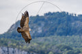 Vautour fauve en vol au-dessus des montagnes
