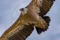 Gänsegeier im Flug, Flügel am Himmel ausgebreitet