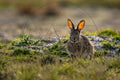 Lapin sauvage dans une prairie au soleil couchant