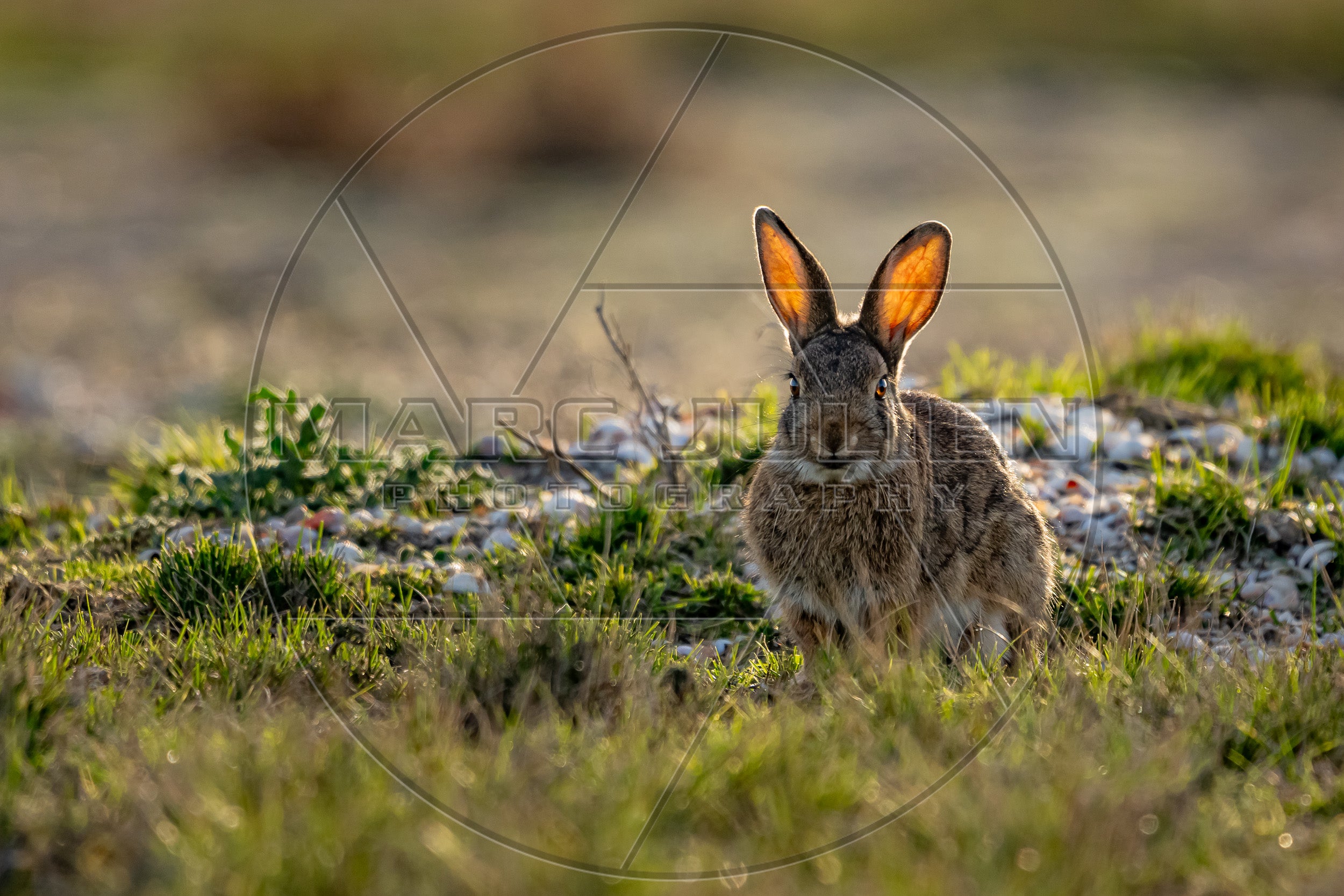 Lapin sauvage dans une prairie au soleil couchant