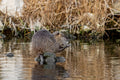 Nutria am Wasser in einem Feuchtgebiet