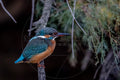 Eisvogel auf einem Ast sitzend