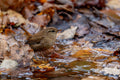 Troglodyte mignon au bord d’un ruisseau dans les feuilles mortes