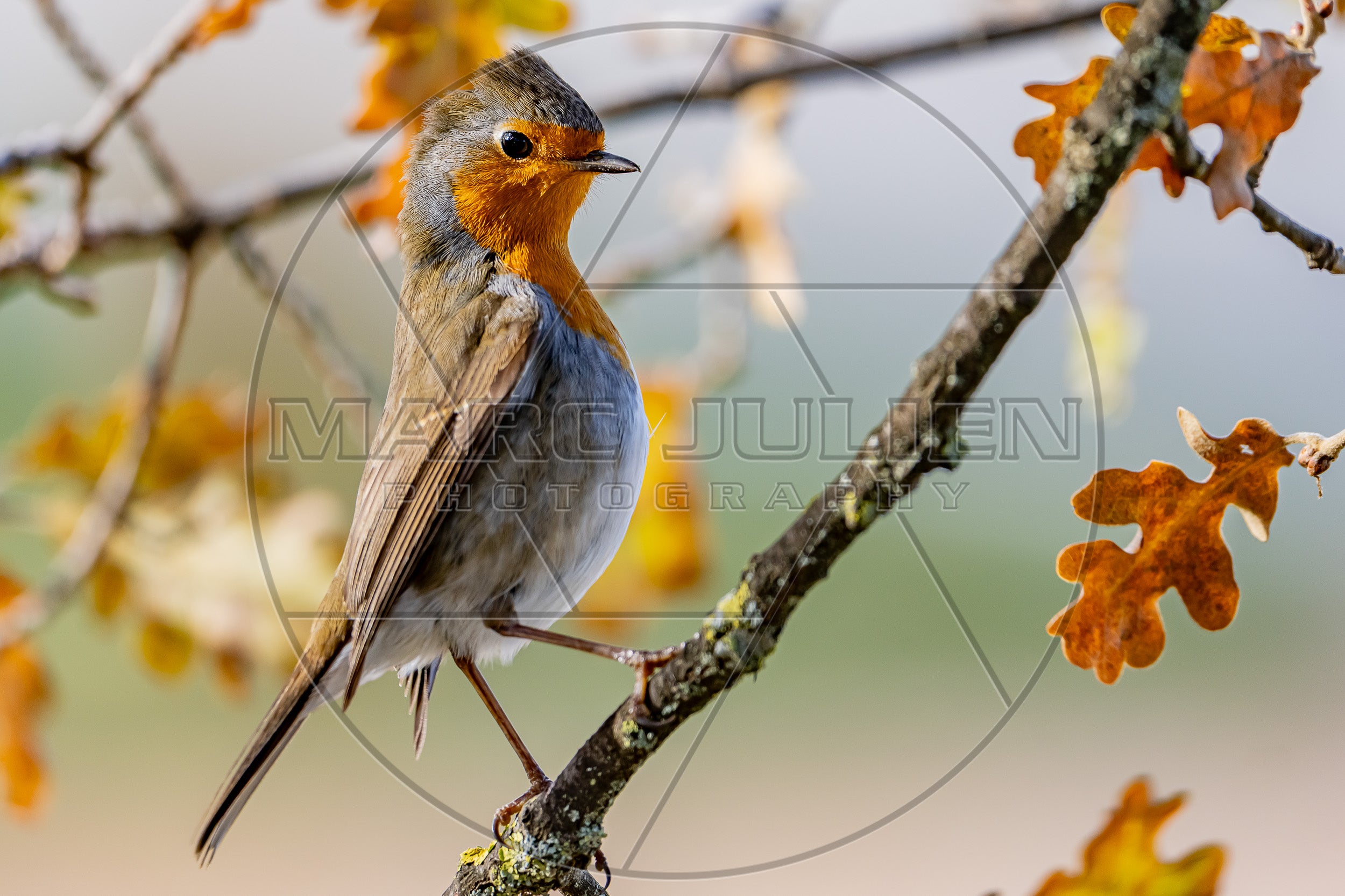 Ein Rotkehlchen auf einem Ast im Herbst