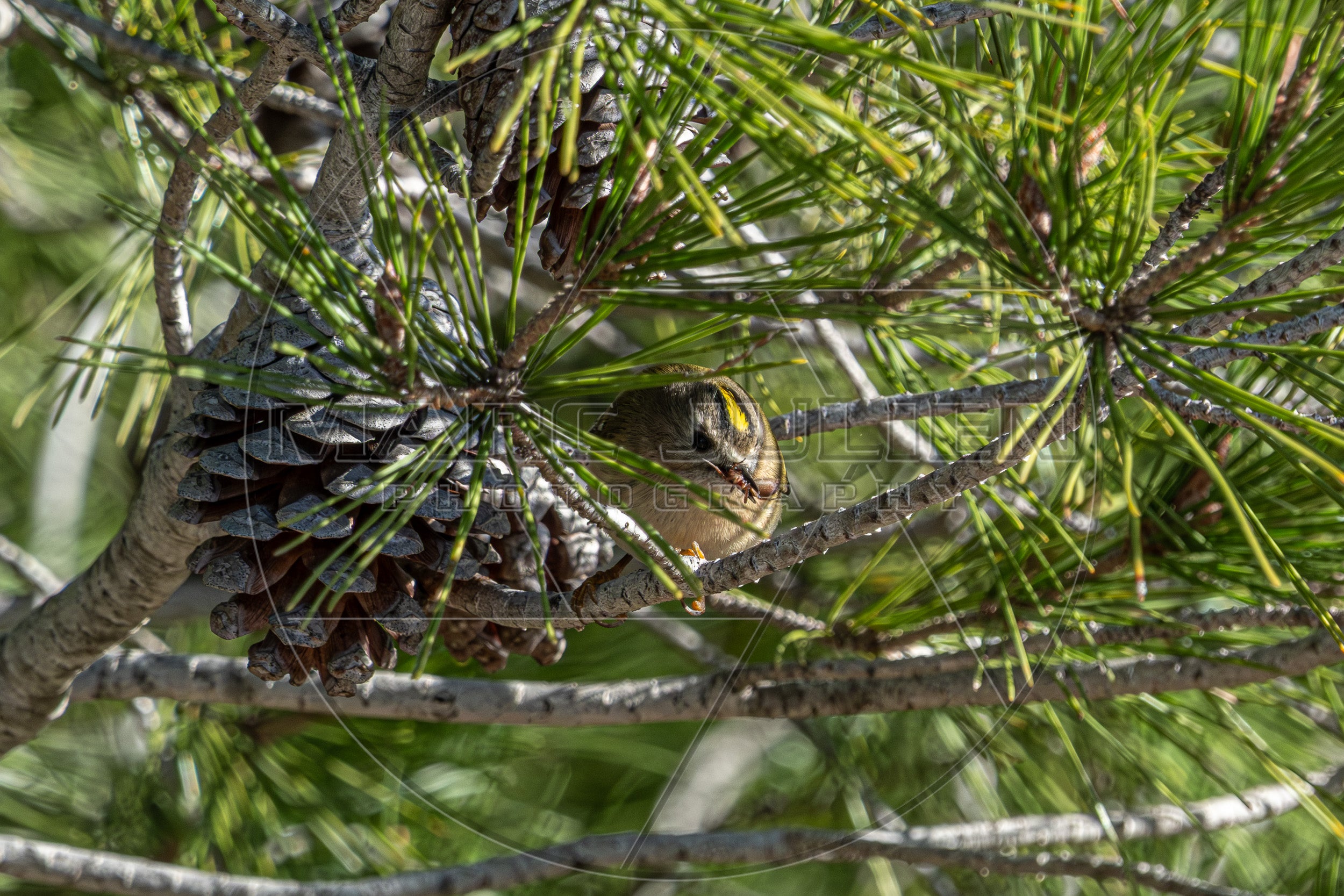 Roitelet huppé dans un pin, petit oiseau forestier