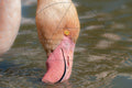 Flamingo auf Nahrungssuche im Wasser
