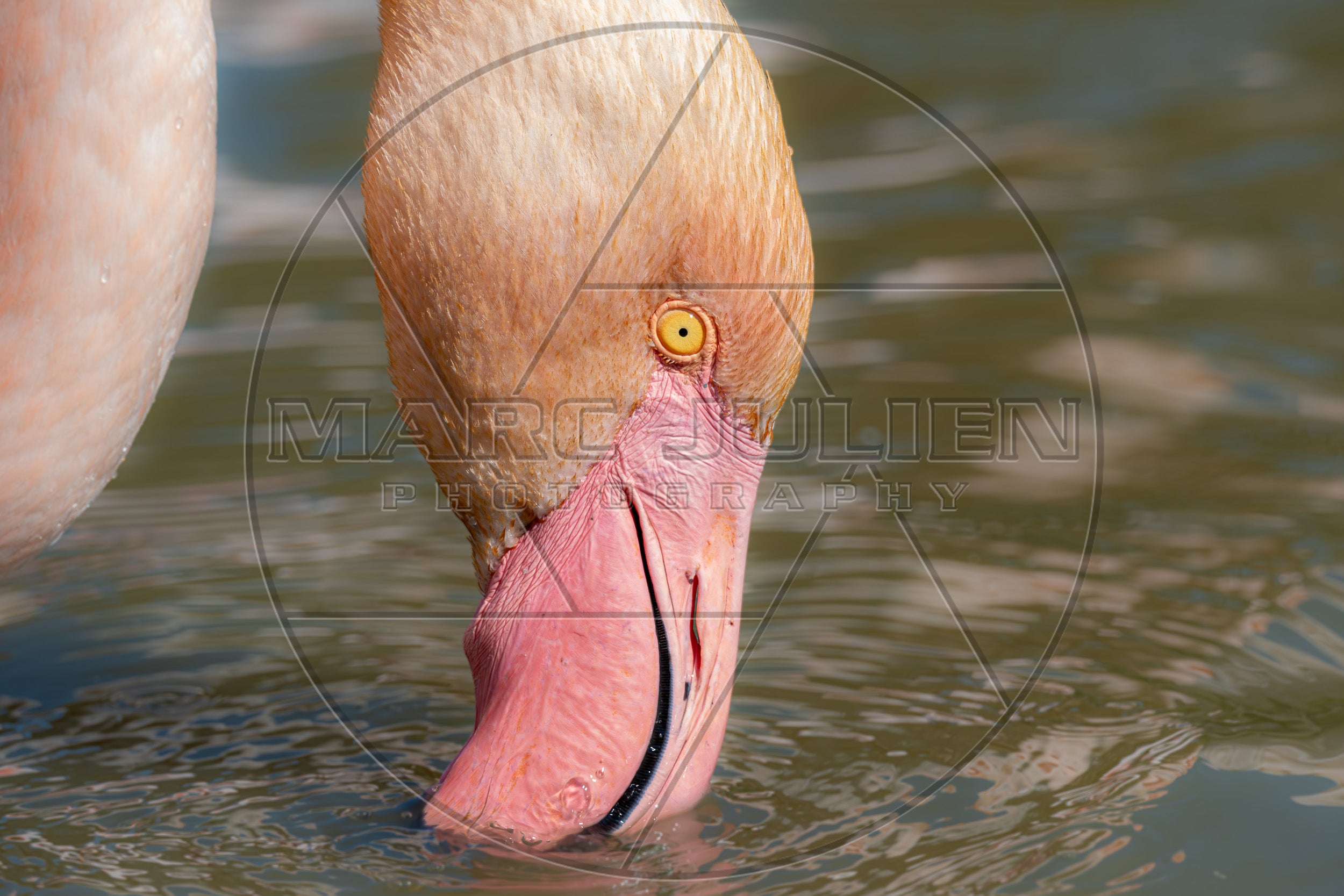 Flamingo auf Nahrungssuche im Wasser