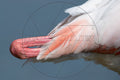 Gros plan sur la patte rose d’un flamant rose