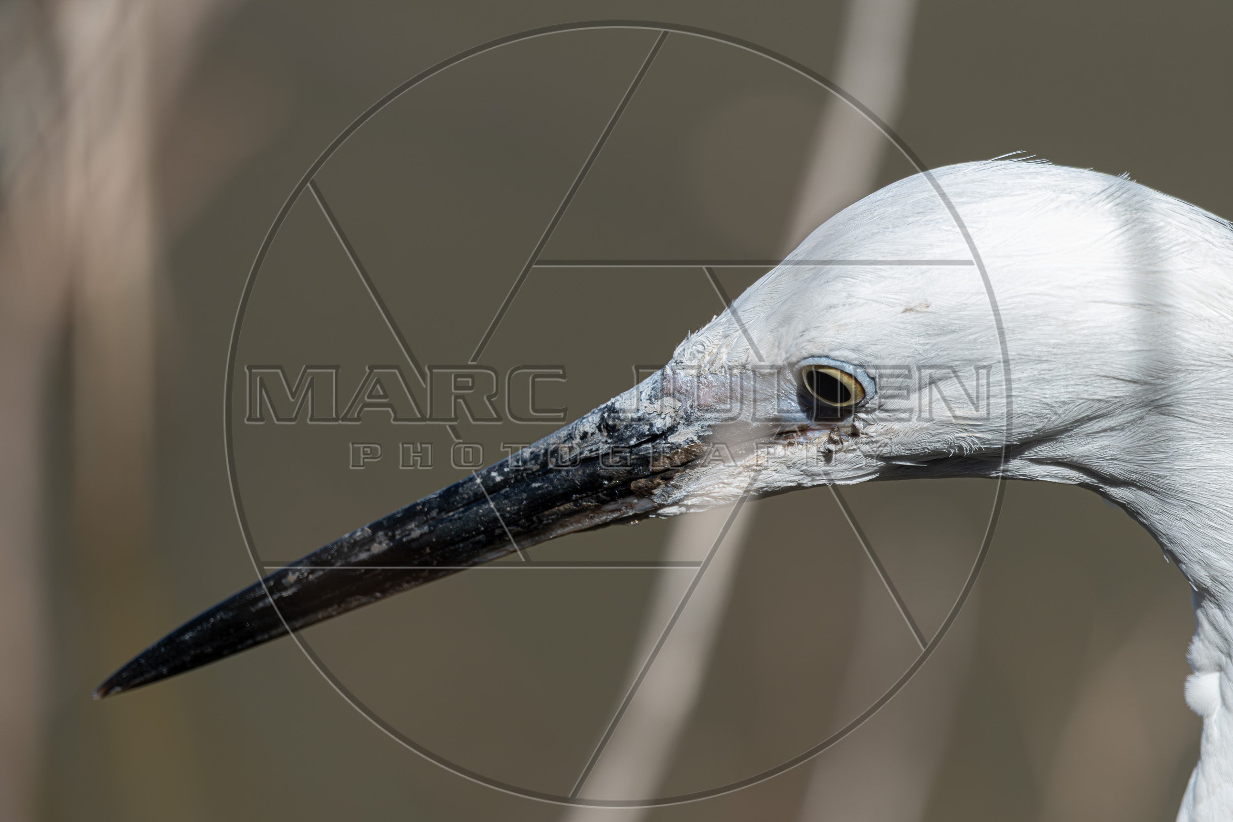 Aigrette garzette en gros plan, portrait d’un élégant oiseau blanc