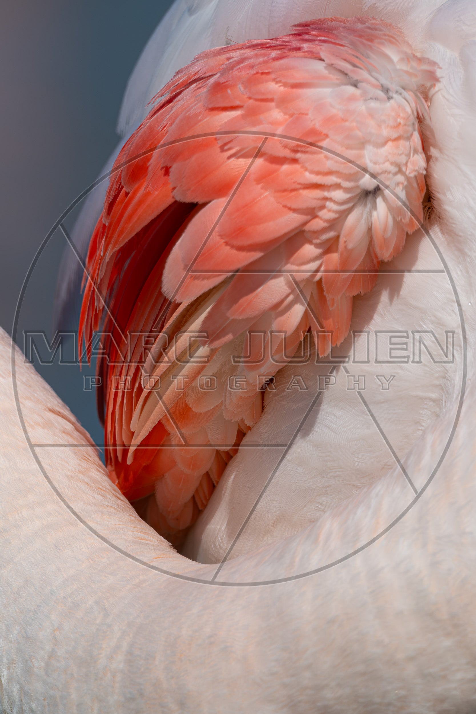 Plumage rose et blanc d’un flamant rose en gros plan