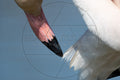 Gros plan sur le bec noir et rose d’un flamant rose