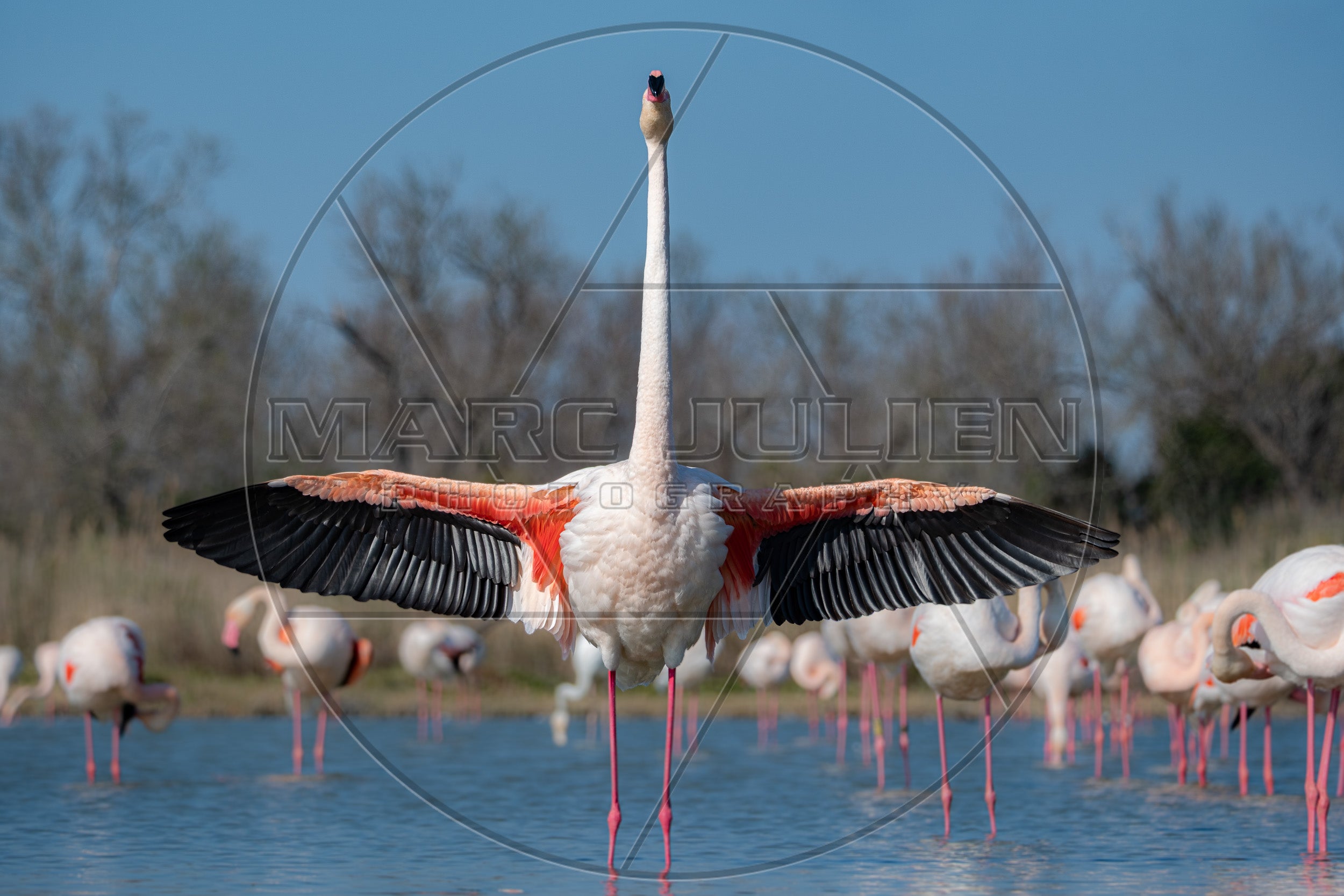 Flamant rose déployant ses ailes au milieu du groupe