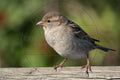 Junger Spatz sitzt auf einem Ast in der Sonne