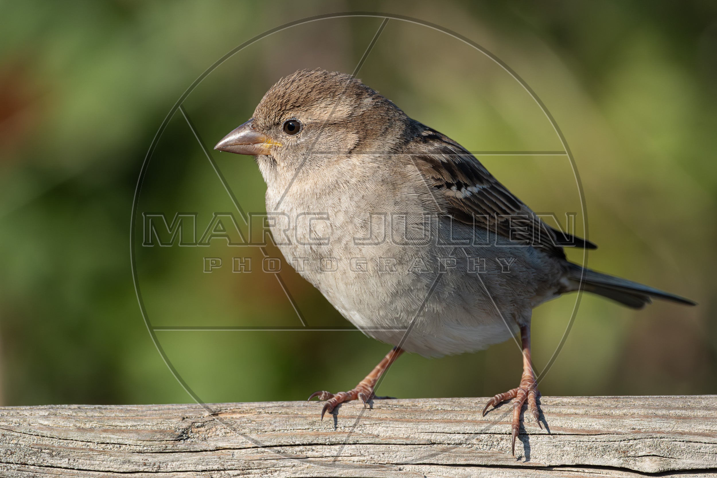 Junger Spatz sitzt auf einem Ast in der Sonne