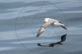 Eissturmvogel im Flug über dem Meer