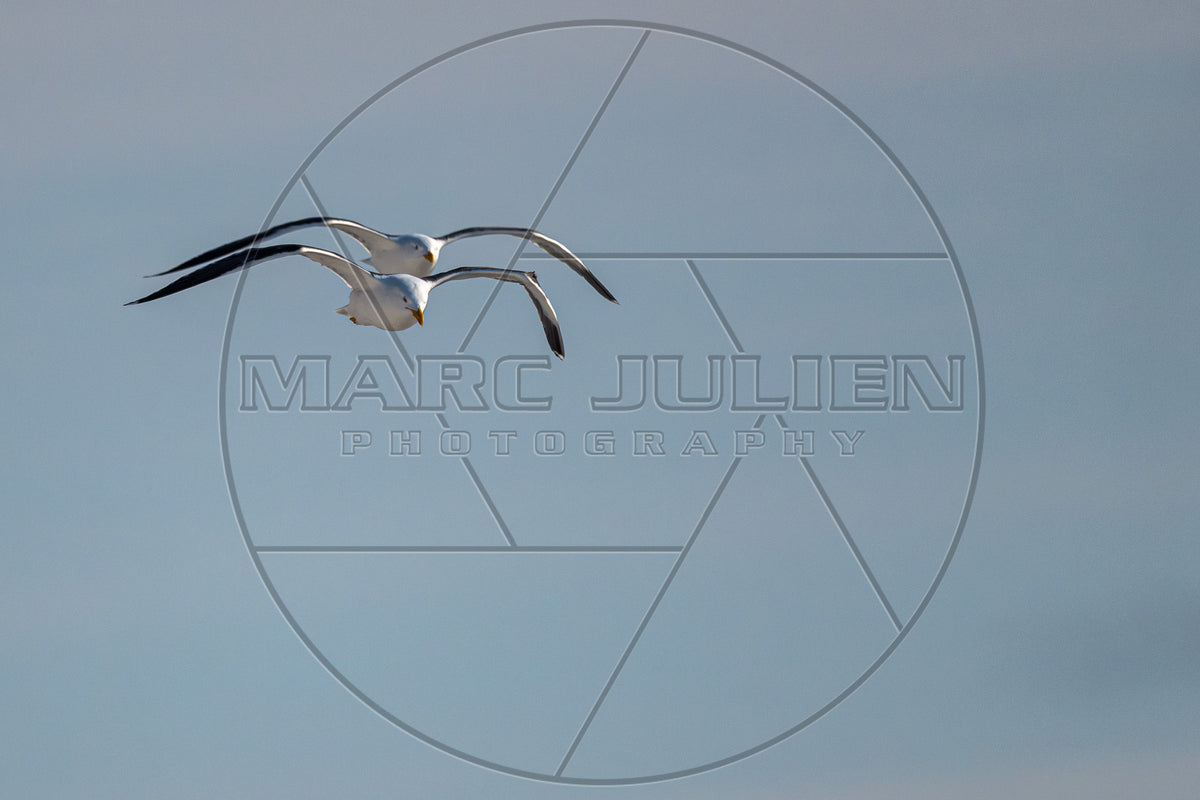 Zwei braune Möwen im Flug über dem Meer