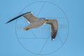 Braune Möwe im Flug vor blauem Himmel