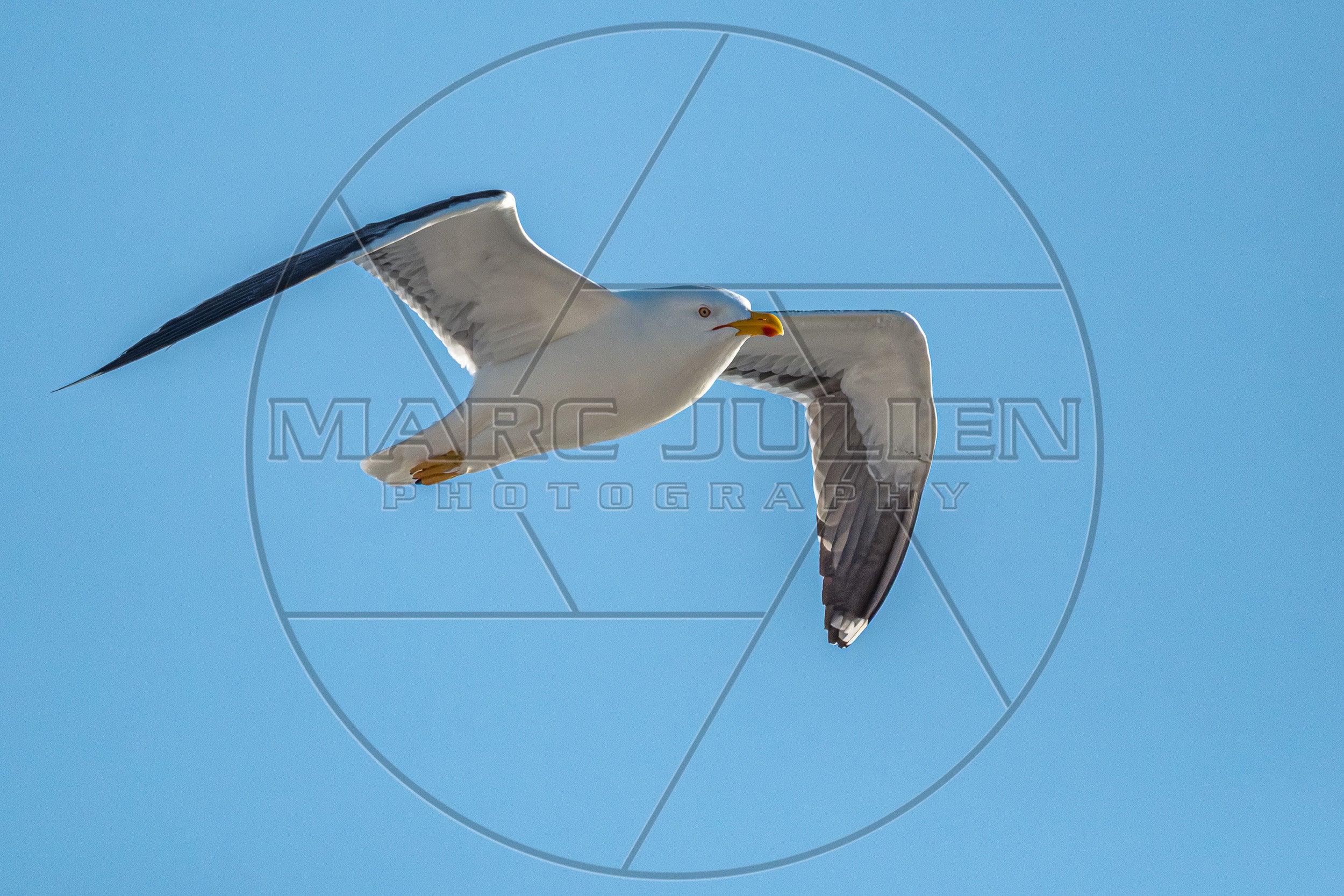 Braune Möwe im Flug vor blauem Himmel