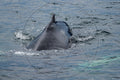 Buckelwal taucht ins Meer ein