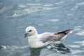 Eissturmvogel auf dem Wasser schwimmend
