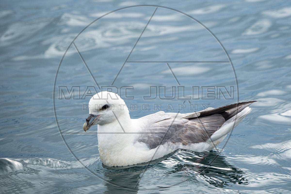 Eissturmvogel auf dem Wasser schwimmend