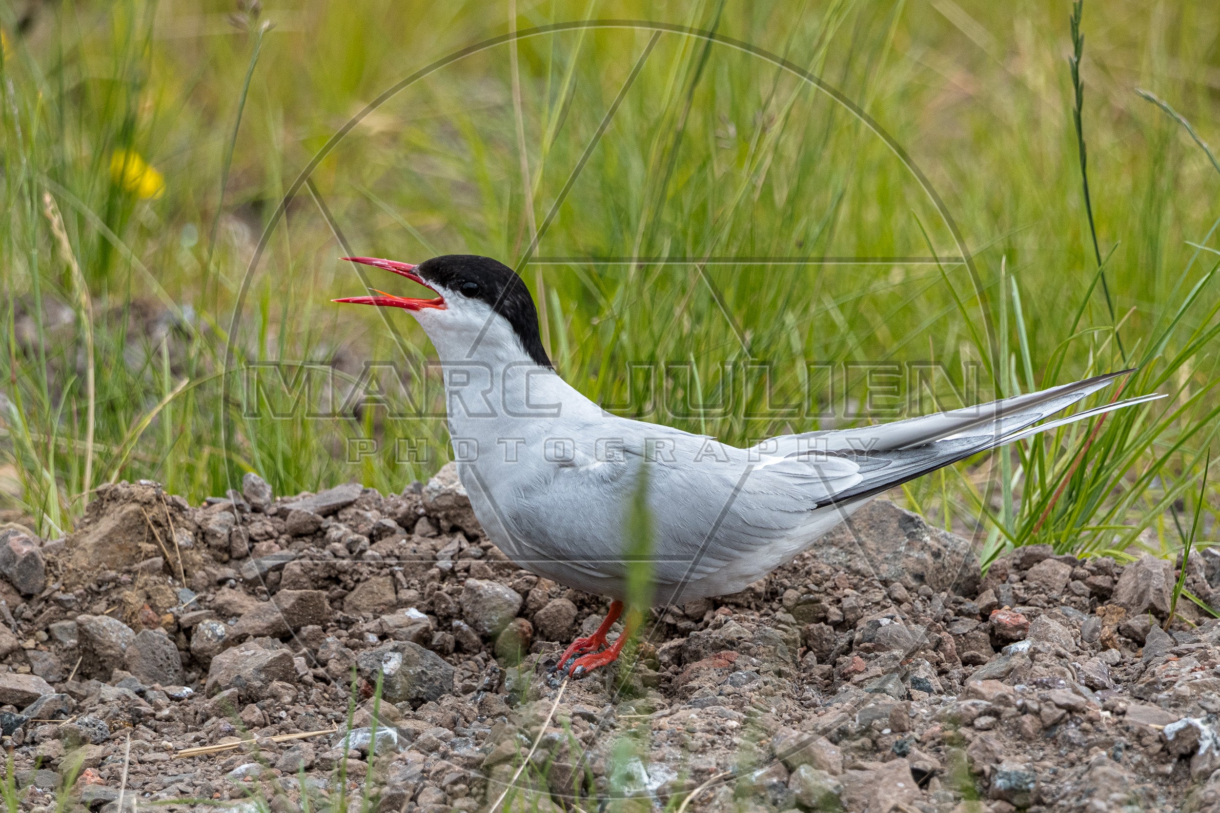 Küstenseeschwalbe am Boden, Schnabel offen