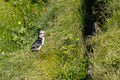 Zwei Papageitaucher in der Vegetation