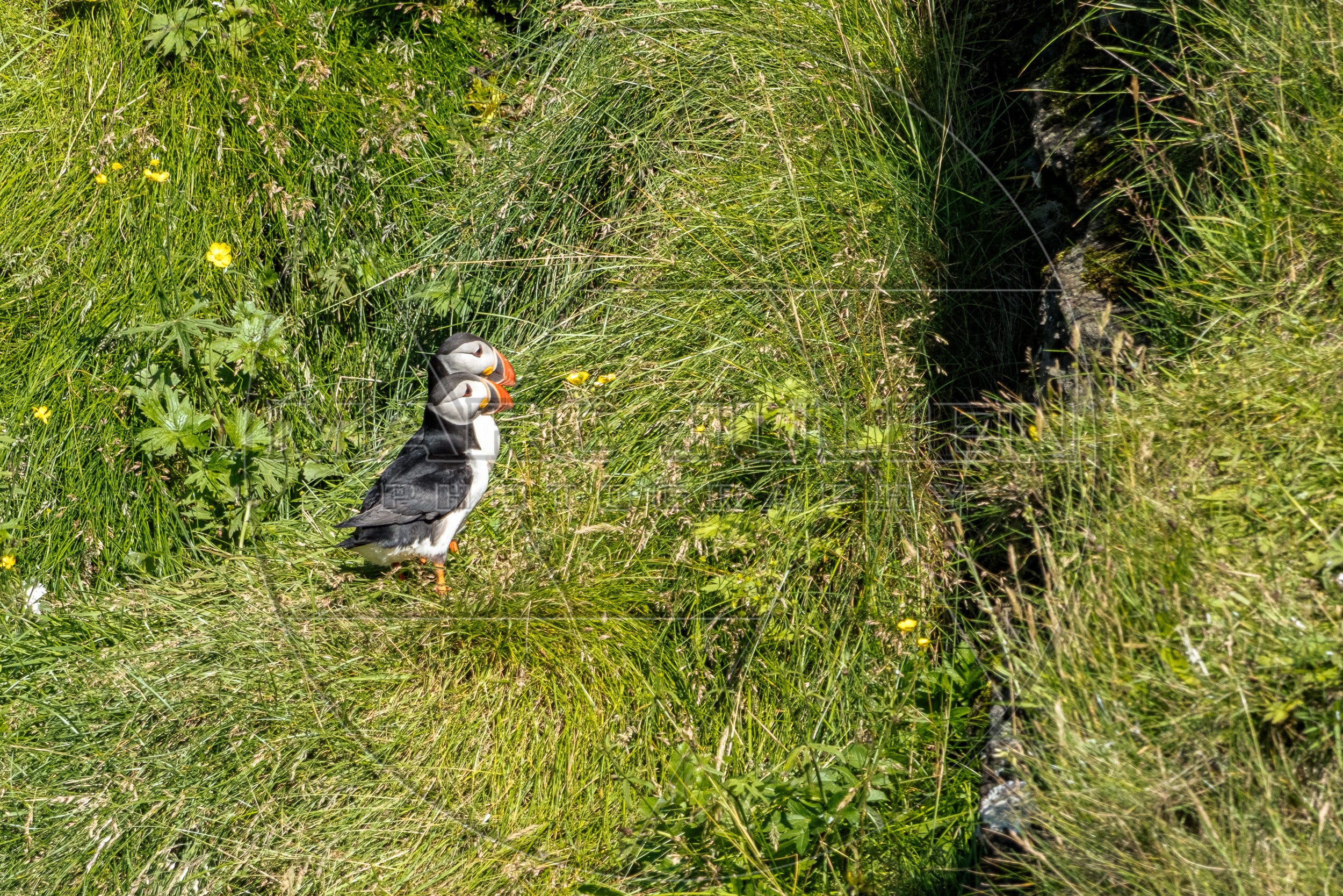 Zwei Papageitaucher in der Vegetation