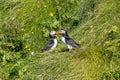 Ein Papageitaucherpaar, einander zugewandt, im Gras