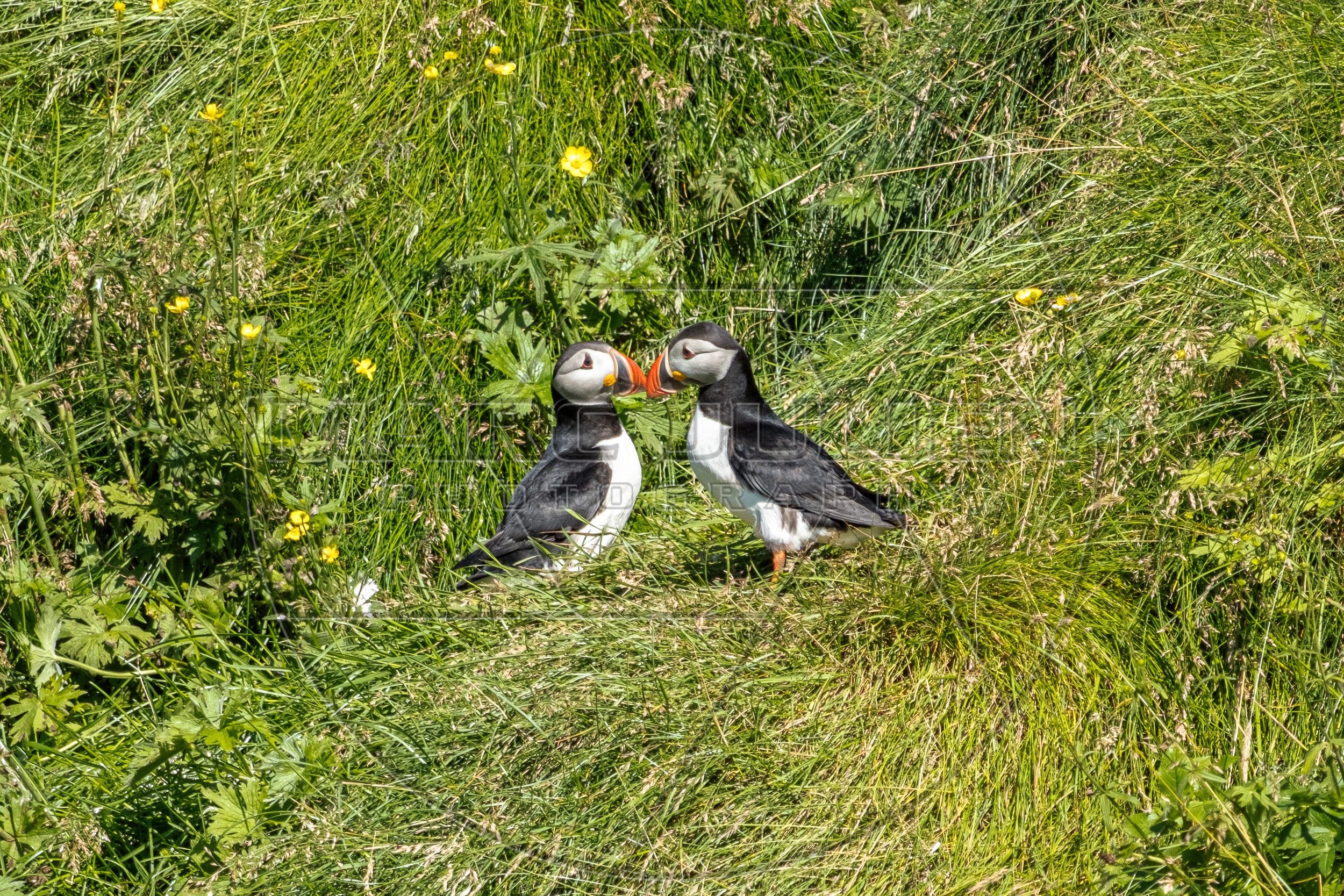 Ein Papageitaucherpaar, einander zugewandt, im Gras