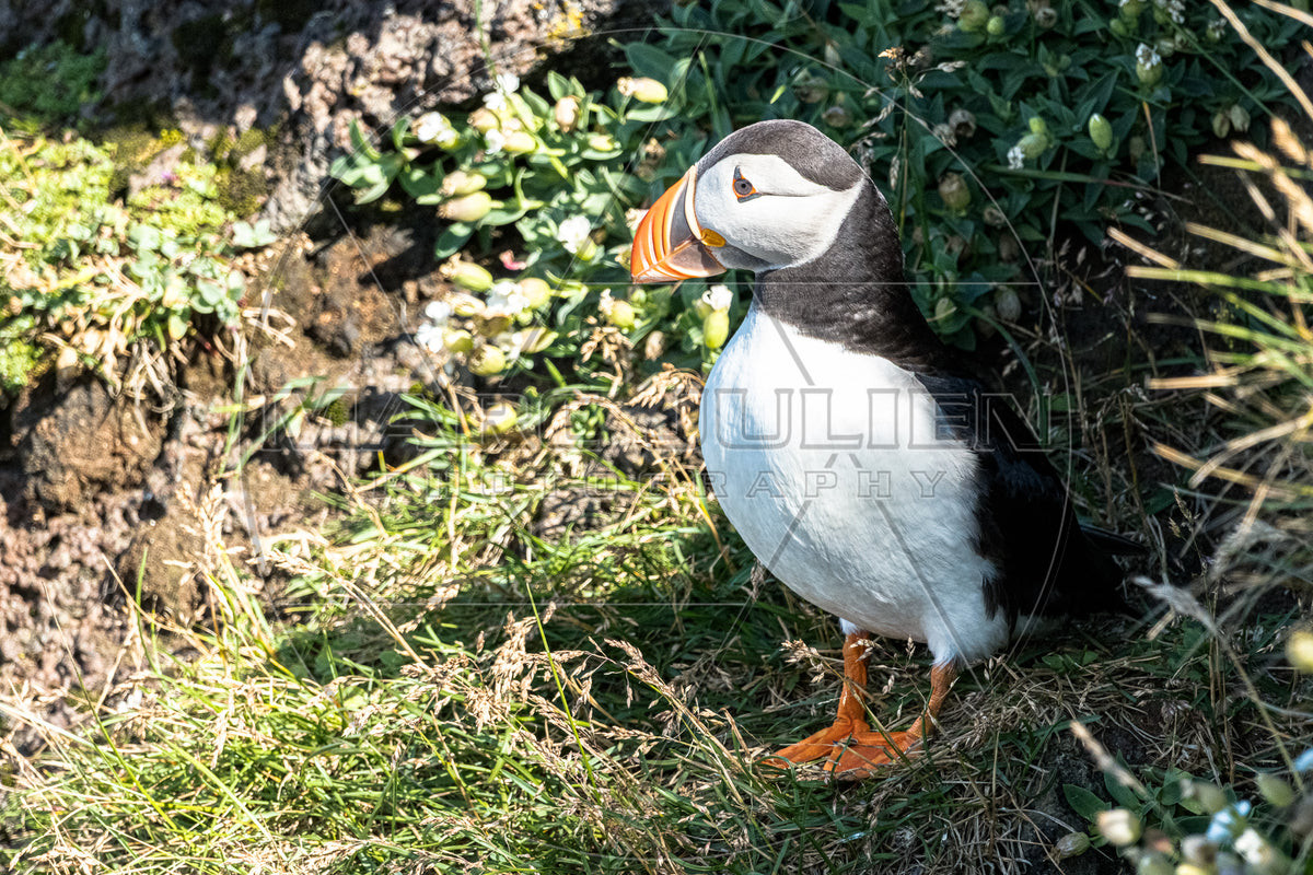 Papageitaucher steht in der Vegetation