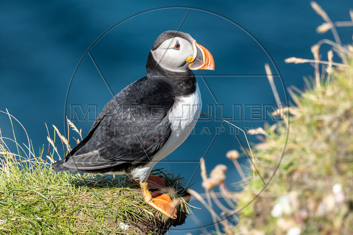 Papageitaucher auf einer grasbewachsenen Klippe mit Blick auf das Meer