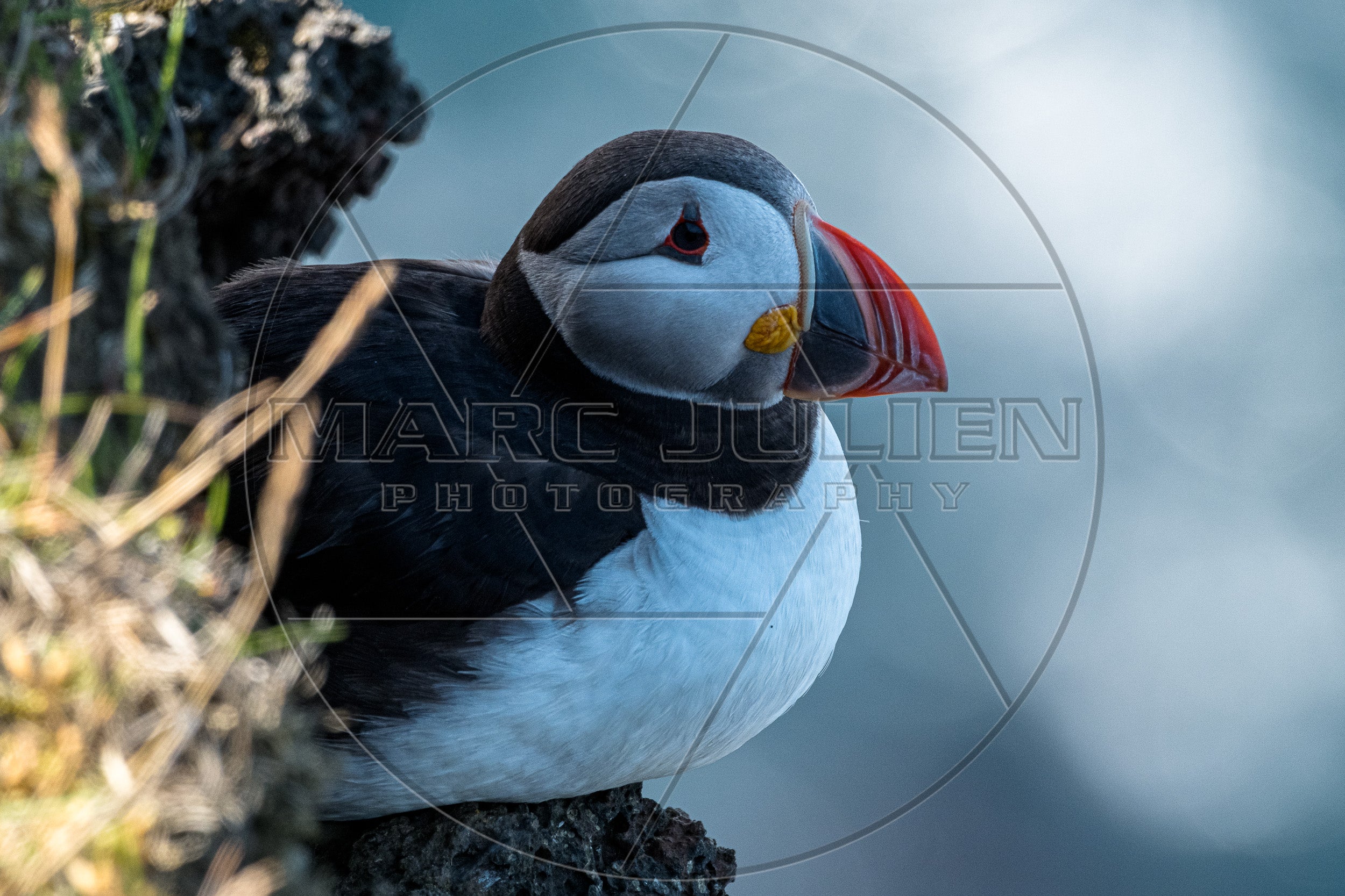 Papageientaucher auf einem Felsen mit Blick auf das Meer