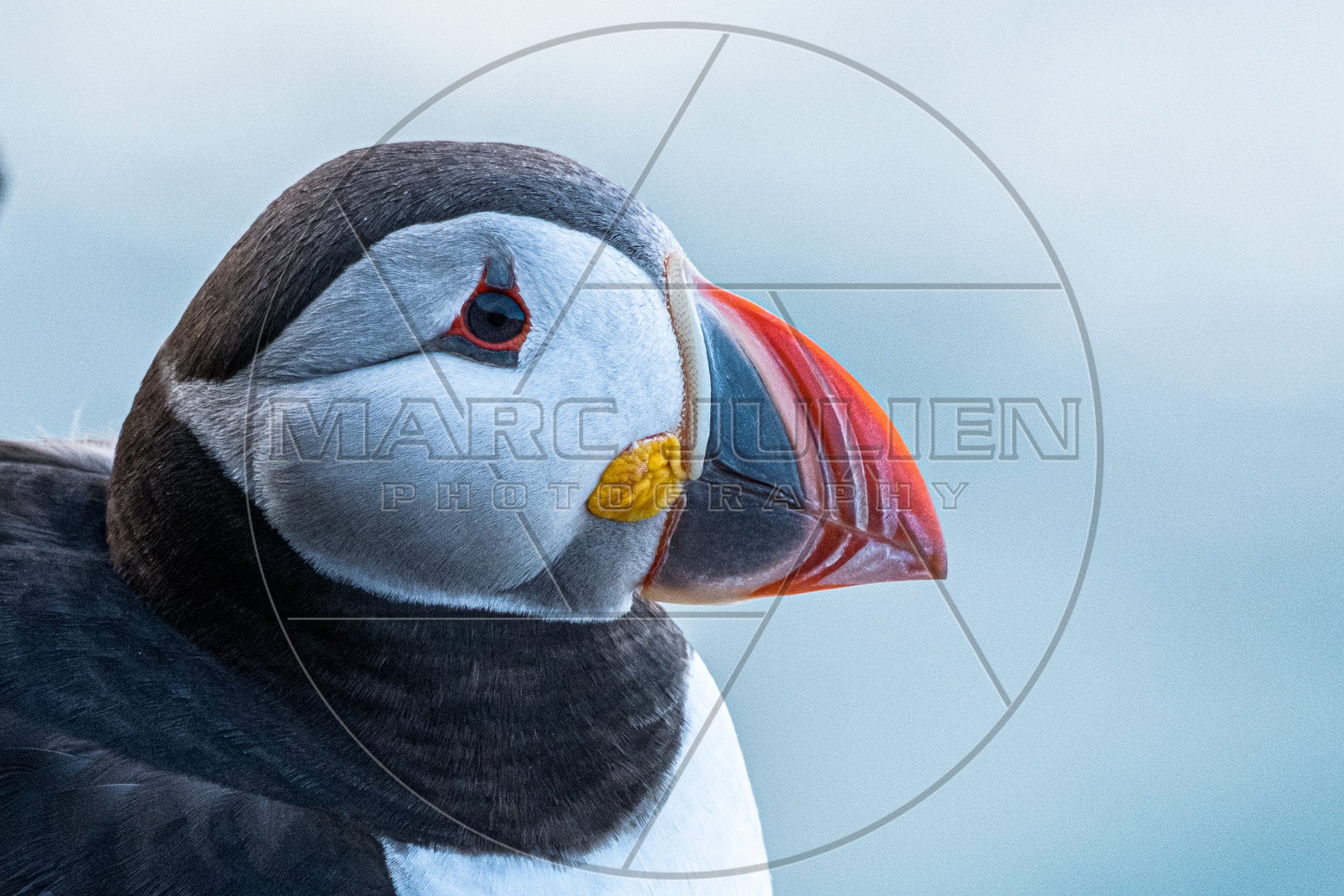 Portrait rapproché d’un macareux moine au bec coloré