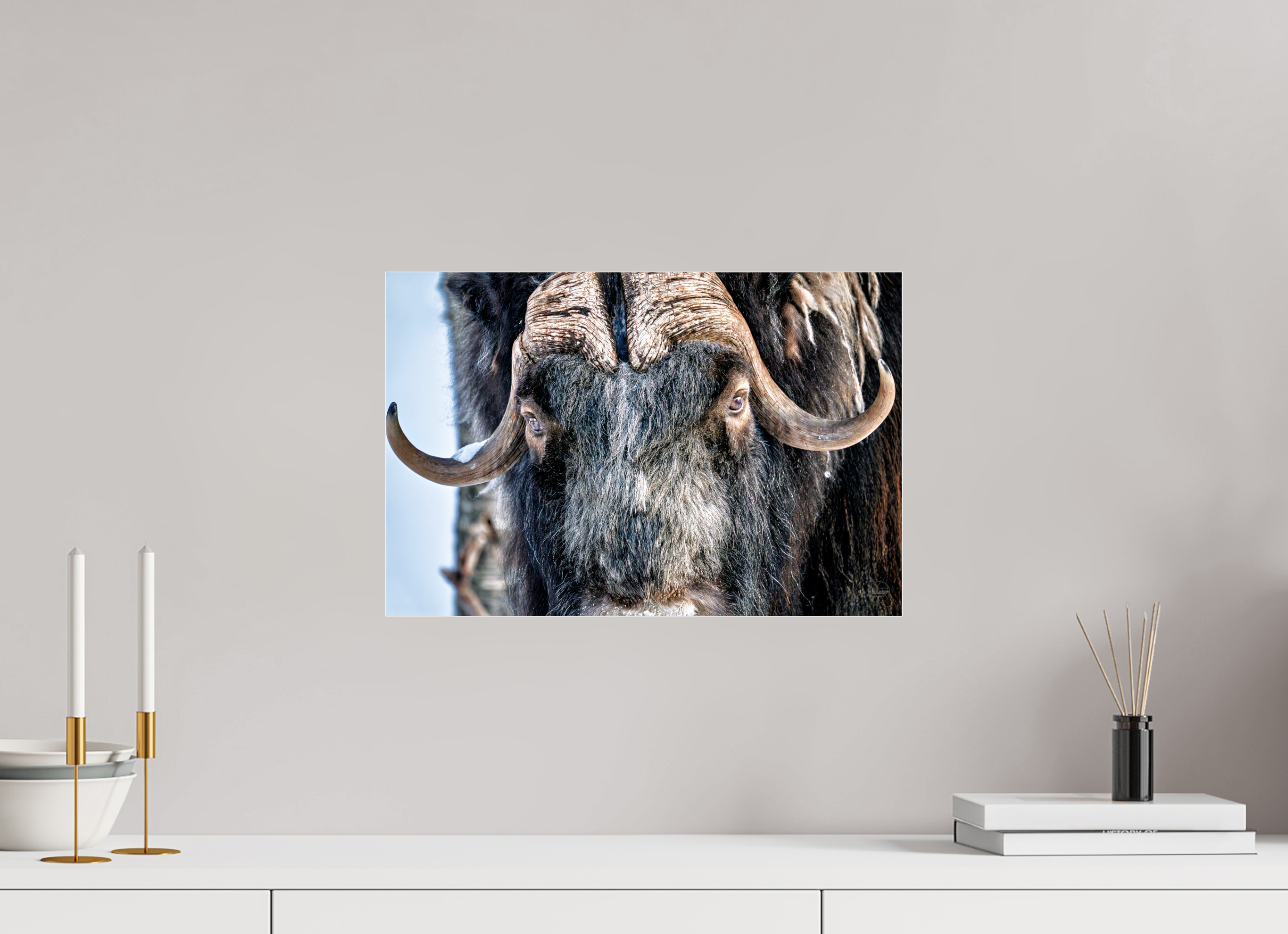 45 x 30 cm, Tirage couleur sous Plexi Le Gardien du Grand Nord | Poster Bœuf Musqué Fine Art