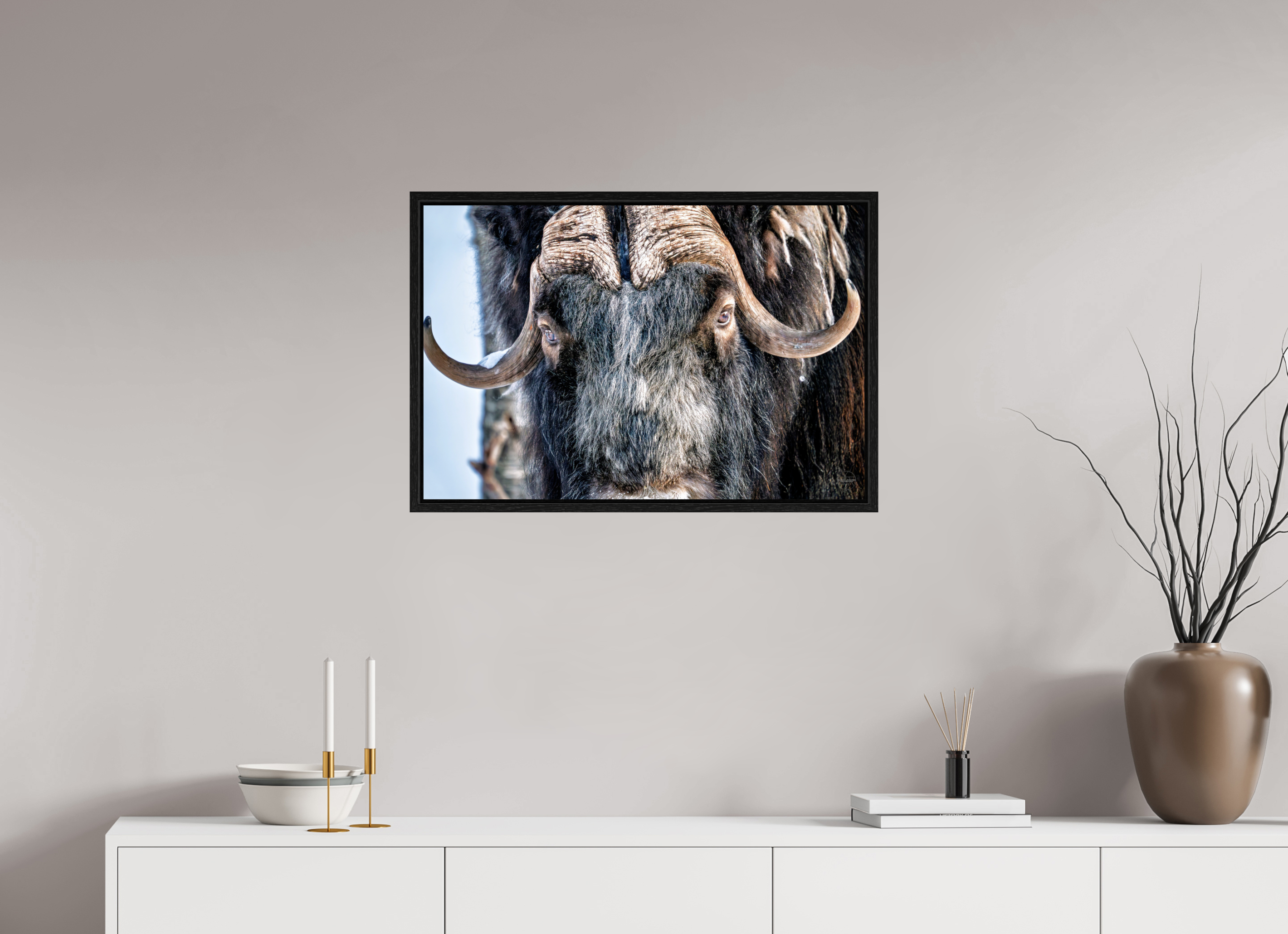 75 x 50 cm, Tirage couleur dans Caisse américaine noire Le Gardien du Grand Nord | Poster Bœuf Musqué Fine Art
