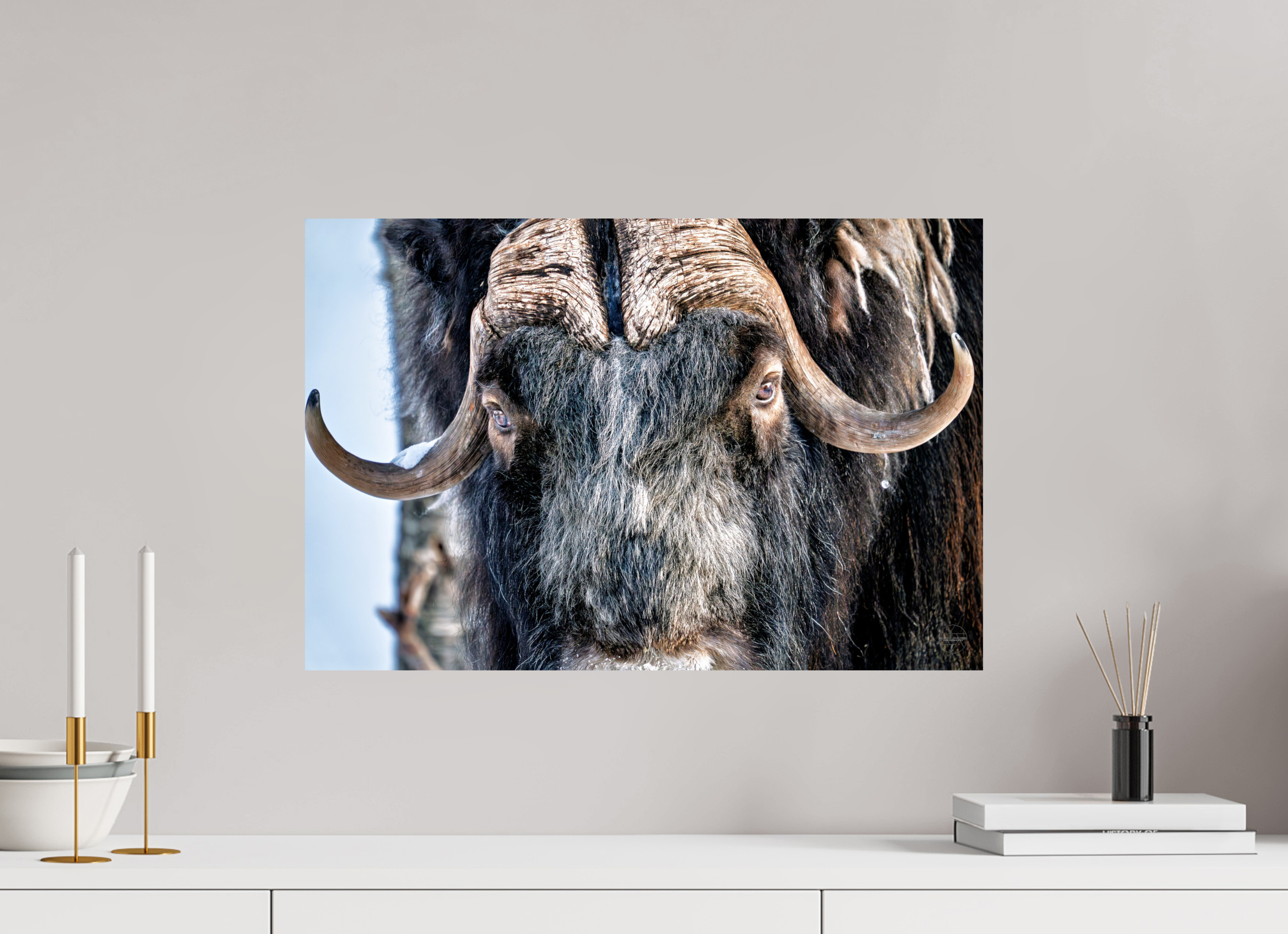 60 x 40 cm, Tirage couleur brillant seul Le Gardien du Grand Nord | Poster Bœuf Musqué Fine Art
