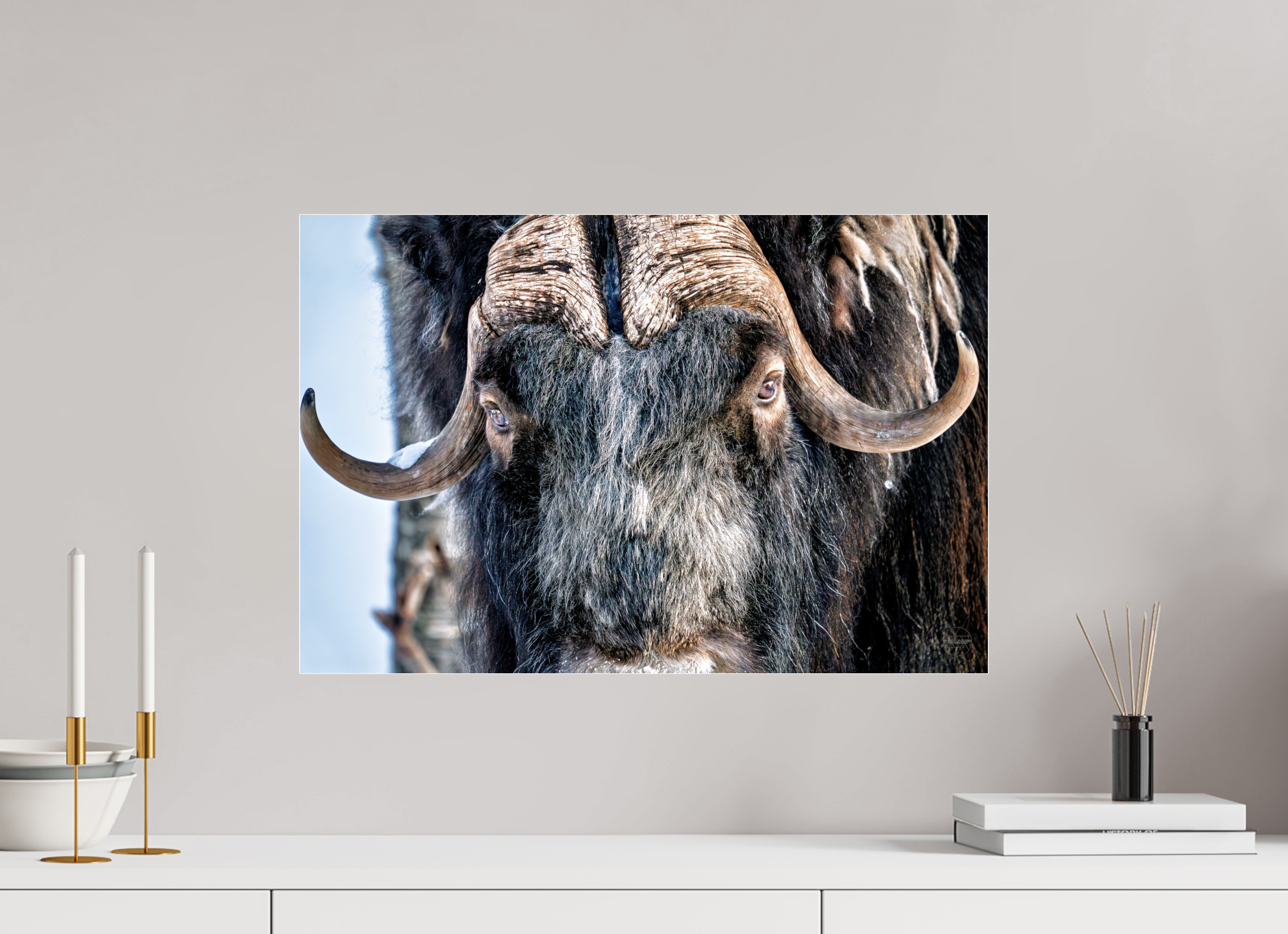 60 x 40 cm, Tirage couleur sous Plexi Le Gardien du Grand Nord | Poster Bœuf Musqué Fine Art