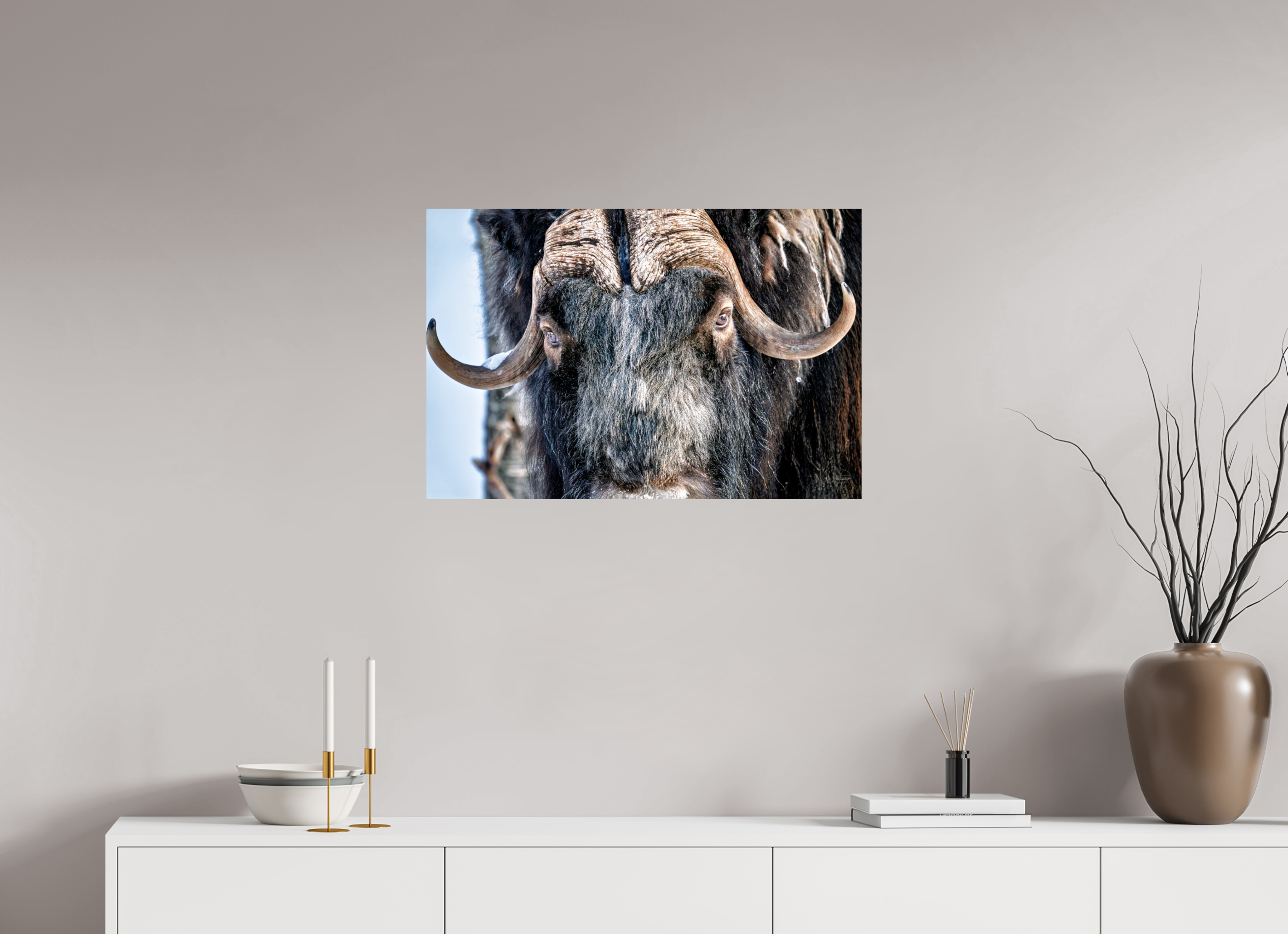 75 x 50 cm, Tirage couleur brillant seul Le Gardien du Grand Nord | Poster Bœuf Musqué Fine Art